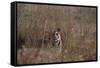 Indian Tiger, (Bengal Tiger) (Panthera Tigris Tigris), Bandhavgarh National Park-Thorsten Milse-Framed Stretched Canvas