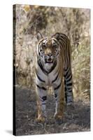 Indian Tiger, (Bengal Tiger) (Panthera Tigris Tigris), Bandhavgarh National Park-Thorsten Milse-Stretched Canvas