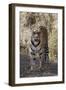 Indian Tiger, (Bengal Tiger) (Panthera Tigris Tigris), Bandhavgarh National Park-Thorsten Milse-Framed Photographic Print