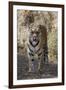 Indian Tiger, (Bengal Tiger) (Panthera Tigris Tigris), Bandhavgarh National Park-Thorsten Milse-Framed Photographic Print