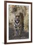 Indian Tiger, (Bengal Tiger) (Panthera Tigris Tigris), Bandhavgarh National Park-Thorsten Milse-Framed Photographic Print