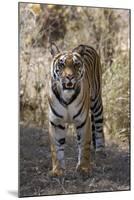 Indian Tiger, (Bengal Tiger) (Panthera Tigris Tigris), Bandhavgarh National Park-Thorsten Milse-Mounted Photographic Print