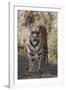 Indian Tiger, (Bengal Tiger) (Panthera Tigris Tigris), Bandhavgarh National Park-Thorsten Milse-Framed Photographic Print