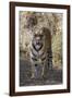 Indian Tiger, (Bengal Tiger) (Panthera Tigris Tigris), Bandhavgarh National Park-Thorsten Milse-Framed Photographic Print