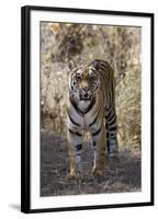 Indian Tiger, (Bengal Tiger) (Panthera Tigris Tigris), Bandhavgarh National Park-Thorsten Milse-Framed Photographic Print