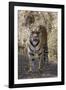 Indian Tiger, (Bengal Tiger) (Panthera Tigris Tigris), Bandhavgarh National Park-Thorsten Milse-Framed Photographic Print