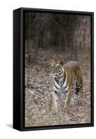 Indian Tiger, (Bengal Tiger) (Panthera Tigris Tigris), Bandhavgarh National Park-Thorsten Milse-Framed Stretched Canvas