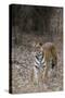 Indian Tiger, (Bengal Tiger) (Panthera Tigris Tigris), Bandhavgarh National Park-Thorsten Milse-Stretched Canvas