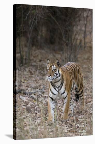 Indian Tiger, (Bengal Tiger) (Panthera Tigris Tigris), Bandhavgarh National Park-Thorsten Milse-Stretched Canvas