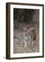 Indian Tiger, (Bengal Tiger) (Panthera Tigris Tigris), Bandhavgarh National Park-Thorsten Milse-Framed Photographic Print