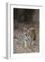 Indian Tiger, (Bengal Tiger) (Panthera Tigris Tigris), Bandhavgarh National Park-Thorsten Milse-Framed Photographic Print