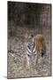 Indian Tiger, (Bengal Tiger) (Panthera Tigris Tigris), Bandhavgarh National Park-Thorsten Milse-Mounted Photographic Print