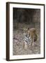 Indian Tiger, (Bengal Tiger) (Panthera Tigris Tigris), Bandhavgarh National Park-Thorsten Milse-Framed Photographic Print