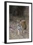 Indian Tiger, (Bengal Tiger) (Panthera Tigris Tigris), Bandhavgarh National Park-Thorsten Milse-Framed Photographic Print