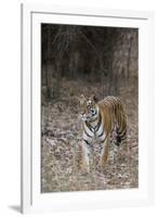 Indian Tiger, (Bengal Tiger) (Panthera Tigris Tigris), Bandhavgarh National Park-Thorsten Milse-Framed Photographic Print