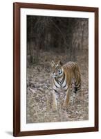 Indian Tiger, (Bengal Tiger) (Panthera Tigris Tigris), Bandhavgarh National Park-Thorsten Milse-Framed Photographic Print
