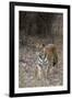 Indian Tiger, (Bengal Tiger) (Panthera Tigris Tigris), Bandhavgarh National Park-Thorsten Milse-Framed Photographic Print