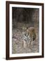 Indian Tiger, (Bengal Tiger) (Panthera Tigris Tigris), Bandhavgarh National Park-Thorsten Milse-Framed Photographic Print