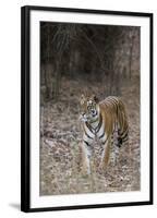 Indian Tiger, (Bengal Tiger) (Panthera Tigris Tigris), Bandhavgarh National Park-Thorsten Milse-Framed Photographic Print