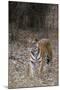 Indian Tiger, (Bengal Tiger) (Panthera Tigris Tigris), Bandhavgarh National Park-Thorsten Milse-Mounted Photographic Print