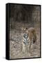 Indian Tiger, (Bengal Tiger) (Panthera Tigris Tigris), Bandhavgarh National Park-Thorsten Milse-Framed Stretched Canvas