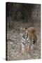 Indian Tiger, (Bengal Tiger) (Panthera Tigris Tigris), Bandhavgarh National Park-Thorsten Milse-Stretched Canvas