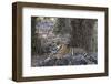 Indian Tiger, (Bengal Tiger) (Panthera Tigris Tigris), Bandhavgarh National Park-Thorsten Milse-Framed Photographic Print