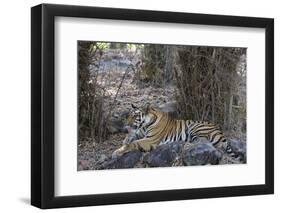 Indian Tiger, (Bengal Tiger) (Panthera Tigris Tigris), Bandhavgarh National Park-Thorsten Milse-Framed Photographic Print