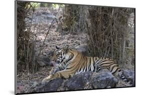 Indian Tiger, (Bengal Tiger) (Panthera Tigris Tigris), Bandhavgarh National Park-Thorsten Milse-Mounted Photographic Print