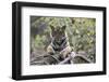 Indian Tiger, (Bengal Tiger) (Panthera Tigris Tigris), Bandhavgarh National Park-Thorsten Milse-Framed Photographic Print