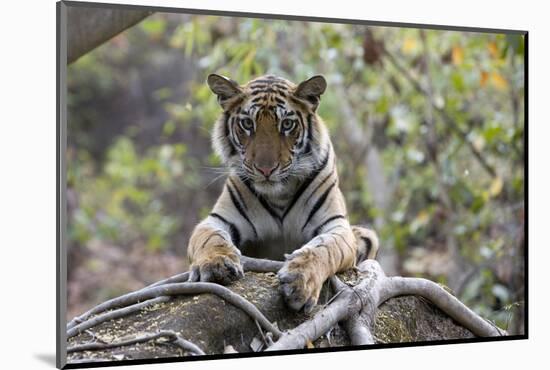 Indian Tiger, (Bengal Tiger) (Panthera Tigris Tigris), Bandhavgarh National Park-Thorsten Milse-Mounted Photographic Print