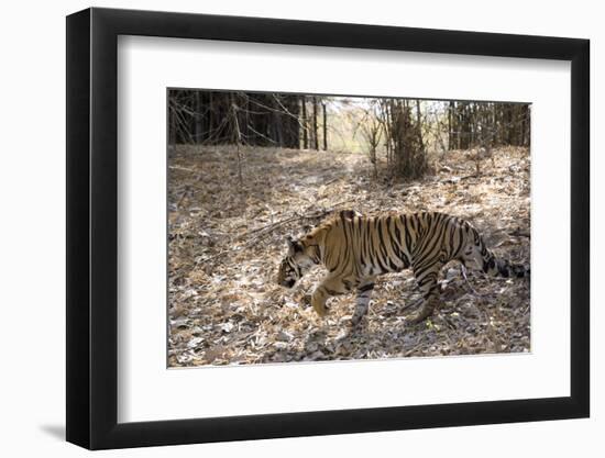 Indian Tiger, (Bengal Tiger) (Panthera Tigris Tigris), Bandhavgarh National Park-Thorsten Milse-Framed Photographic Print