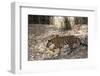 Indian Tiger, (Bengal Tiger) (Panthera Tigris Tigris), Bandhavgarh National Park-Thorsten Milse-Framed Photographic Print