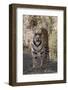 Indian Tiger, (Bengal Tiger) (Panthera Tigris Tigris), Bandhavgarh National Park-Thorsten Milse-Framed Photographic Print