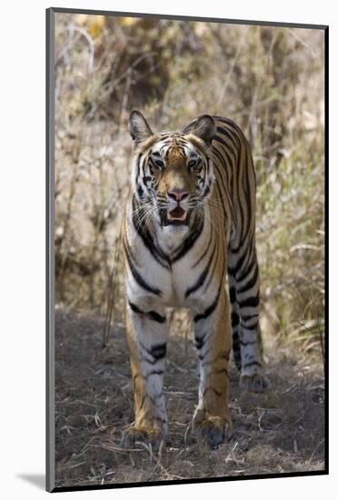 Indian Tiger, (Bengal Tiger) (Panthera Tigris Tigris), Bandhavgarh National Park-Thorsten Milse-Mounted Photographic Print