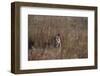 Indian Tiger, (Bengal Tiger) (Panthera Tigris Tigris), Bandhavgarh National Park-Thorsten Milse-Framed Photographic Print