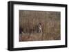 Indian Tiger, (Bengal Tiger) (Panthera Tigris Tigris), Bandhavgarh National Park-Thorsten Milse-Framed Photographic Print