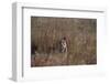 Indian Tiger, (Bengal Tiger) (Panthera Tigris Tigris), Bandhavgarh National Park-Thorsten Milse-Framed Photographic Print