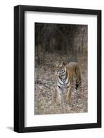 Indian Tiger, (Bengal Tiger) (Panthera Tigris Tigris), Bandhavgarh National Park-Thorsten Milse-Framed Photographic Print