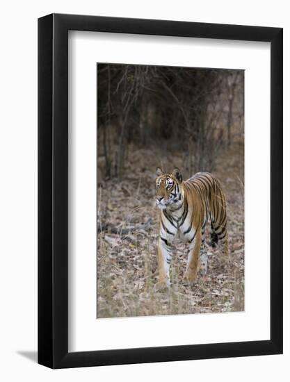 Indian Tiger, (Bengal Tiger) (Panthera Tigris Tigris), Bandhavgarh National Park-Thorsten Milse-Framed Photographic Print