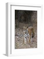 Indian Tiger, (Bengal Tiger) (Panthera Tigris Tigris), Bandhavgarh National Park-Thorsten Milse-Framed Photographic Print