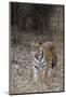 Indian Tiger, (Bengal Tiger) (Panthera Tigris Tigris), Bandhavgarh National Park-Thorsten Milse-Mounted Photographic Print