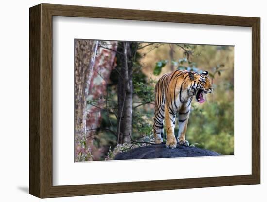 Indian tiger, Madya Pradesh, India-Art Wolfe Wolfe-Framed Photographic Print