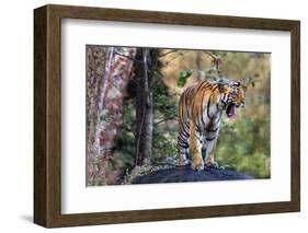 Indian tiger, Madya Pradesh, India-Art Wolfe Wolfe-Framed Photographic Print