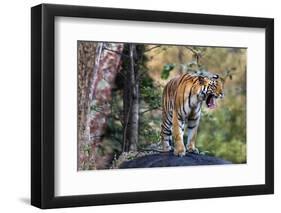 Indian tiger, Madya Pradesh, India-Art Wolfe Wolfe-Framed Photographic Print