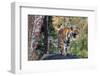 Indian tiger, Madya Pradesh, India-Art Wolfe Wolfe-Framed Photographic Print