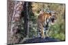 Indian tiger, Madya Pradesh, India-Art Wolfe Wolfe-Mounted Photographic Print