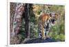 Indian tiger, Madya Pradesh, India-Art Wolfe Wolfe-Framed Photographic Print