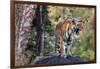 Indian tiger, Madya Pradesh, India-Art Wolfe Wolfe-Framed Photographic Print