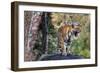 Indian tiger, Madya Pradesh, India-Art Wolfe Wolfe-Framed Photographic Print